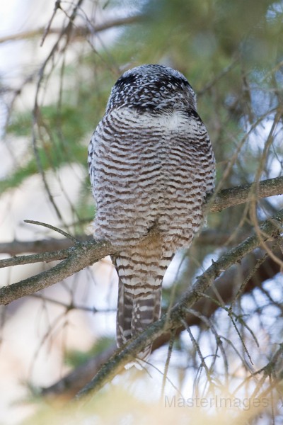 IMG_6815c.jpg - Northern Hawk-Owl (Surnia ulula)